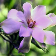 The frost proof gardenia is an attractive uniform evergreen shrub. Top 25 Most Beautiful Jasmine Flowers Jasmine Flower Beautiful Flowers Flowers
