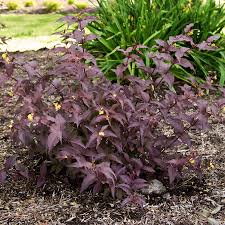 Image result for Dewevrella