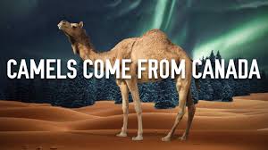 Camel audio alchemy 1.55 vsti, rtas x86 x64 + full soundbank + 3 skins. Canadiana Shorts Camels Come From Canada Youtube