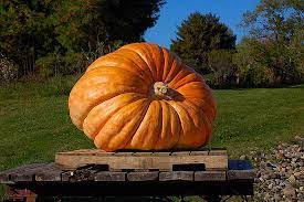 Properly stored, unopened canned pumpkin will generally stay at best quality for about 3 to 5 years, although it will usually remain safe to use after that. Once It S Picked How Long Does A Pumpkin Last