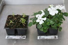Image result for Impatiens lutzmanniae