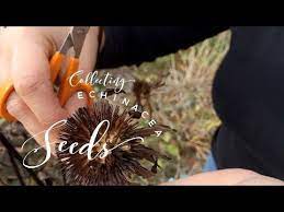 How To Sow Echinacea Cone Flower Seeds On How To Grow A Garden With Scarlett Youtube Flower Seeds Echinacea Seeds