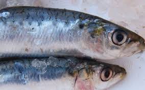 Can Dogs Eat Sardines What You Need To Know Saltwater Fishing Salt Water Fishing Can Dogs Eat