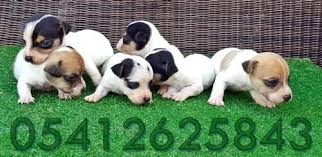Jack Russel Terrier