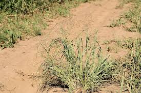 Image result for Eragrostis tenuifolia