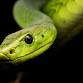 All That Slithers