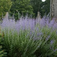 Image result for Perovskia atriplicifolia 'blue spire'