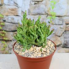 Image result for Euphorbia neopolycnemoides