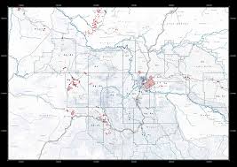 Image result for Eggelingia ligulifolia