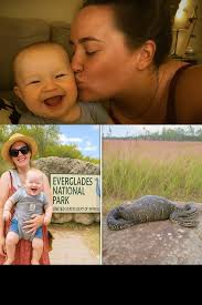 python found with strange bulge in everglades