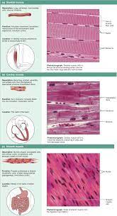 Muscle Tissues Skeletal Cardiac Smooth Basic Anatomy And Physiology Human Anatomy And Physiology Medical Anatomy