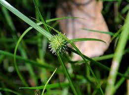 Image result for Kyllinga