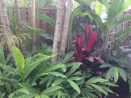 Planting Under Golden Cane Palms Cardamon Heliconia Cordyline Rubra For An Occasional Punch O Garden Plants Design Tropical Garden Design Australian Garden
