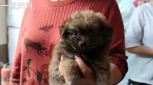 We did not find results for: China Mystery Animal Box Craze Causes Outrage Bbc News