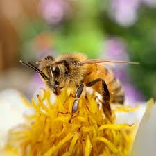 As i would check in on the bees—go in there, look at the frames—i was just amazed at what inside the hive looked like. Macro Bees Facebook