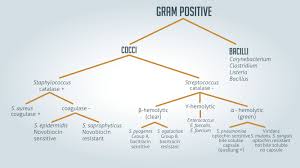 Gram Positive Vs Gram Negative Technology Networks