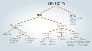 gram positive vs gram negative technology networks