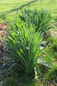 The aster or the michaelmas daisy is a hardy perennial that blooms between late summer and fall. Help Me Identify A Non Flowering Plant Plants Planting Flowers Outdoor Plants
