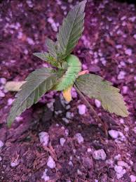 Final thoughts on growing gorilla glue #4. Gorilla Glue 4 Autoflower Baby Leaves Turning Yellow Microgrowery