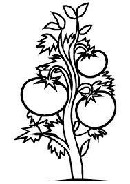 Select from 35970 printable crafts of cartoons. Coloring Page Tomato Plant Free Printable Coloring Pages Img 19182