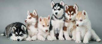 Siberian husky dog is usually washed once a year and can stay clean throughout the year. Siberian Husky Puppy Health Care Food Training