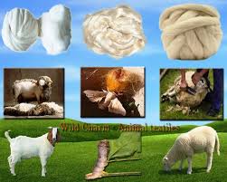 Kaşmir kumaşlar aşınmaya maruz kalır; Hayvansal Lifler Kisaca Tekstilbilgi Net