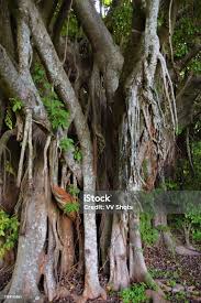 Image result for Ficus chirindensis