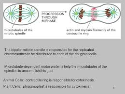 Cells can divide evenly, known as symmetrical cytokinesis, or one of the cells can retain a majority of the cytoplasm. The Mechanics Of Cell Division Ppt Video Online Download