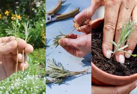 Image result for lavender cuttings