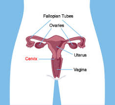 If you have cervical cancer, doctors will see how large the cancer is and how far it has spread using tests like: Everything You Need To Know About Your Cervix Integris