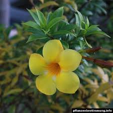 Learn the scientific names and different varieties, and find similar flora. Indoor And Tropical Plants Identification