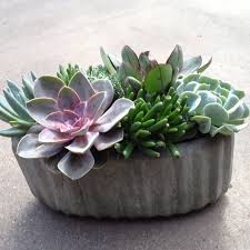 The succulent planter makes for a wonderful housewarming or office gift and is arranged by a local florist. Succulent Dish Garden