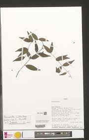 Image result for Dewevrella cochliostema