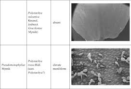 Image result for Polystachya spatella