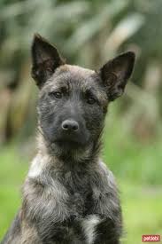 Bouvier Des Ardennes Cinsi Kopek Ozellikleri Ve Bakimi Kopek