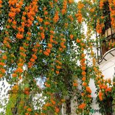 Image result for Pyrostegia