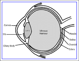They all work together to help us see clearly. Labeled Image Of Prominent Sites Within The Eye Download Scientific Diagram
