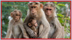 We did not find results for: 13 Arti Mimpi Tentang Monyet Menurut Primbon Dan Islam