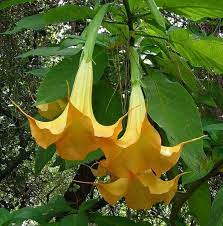 Pin On Botanic Plant Chooser