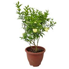 Image result for Pseudomussaenda stenocarpa