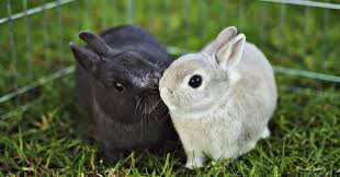 Maybe you would like to learn more about one of these? Urutan Perkembangan Bayi Kelinci Dari Lahir Hingga Dewasa Dan Cara Penangannya Hobinatang