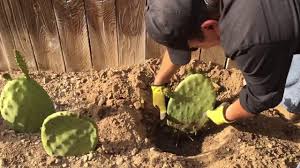 In parts of the u.s. One Month Update Of Planting Opuntia Cactus Pads Aka Nopal Or Prickly Pear Cactus Youtube