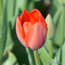 Tulip World S Fire Tulips Flowers Rose