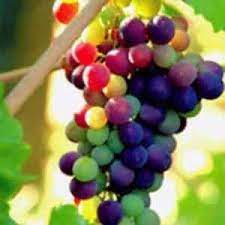 Double a vineyards is the leading online distributor for grape vines, berries, willow and hops, also carrying growing accessories and books. Buy Reliance Seedless Grape Vine From Ty Ty Nursery