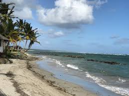 Record Sargassum Mass Is Growing In The Atlantic - Jacksonville Today