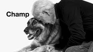Подписчиков, 26 подписок, 76 публикаций — посмотрите в instagram фото и видео major & champ biden (@firstfamilydogs). Making America Grrr Eat Again Major And Champ The Bidens First Dogs Joe Biden The Guardian