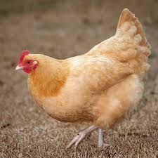 Today, the buff orpington is one of the most popular versions of the. Buff Orpington Started Chickens