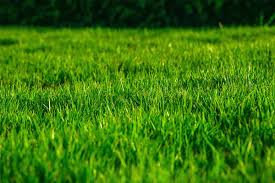 How to care for new sod in florida. The Best Grass Types For South Florida Lawns Best Pick Reports