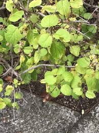 Image result for Ocimum labiatum
