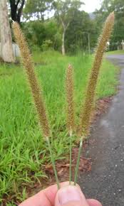 Image result for Setaria sphacelata